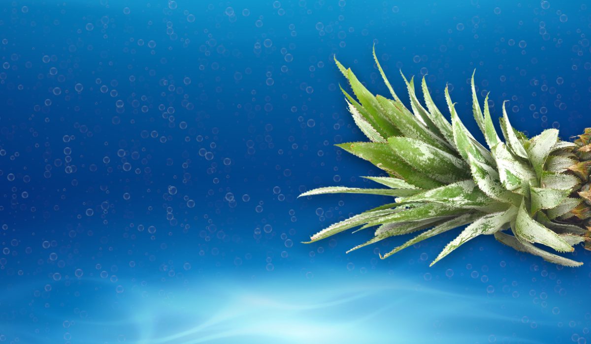 Blue fish banner